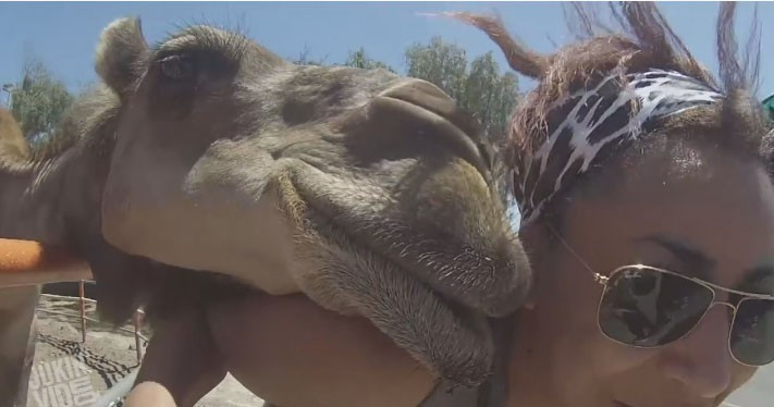 Το φιλί της καμήλας