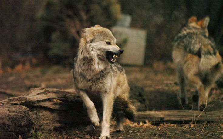 Τρόμος στον Έβρο από βίαιες επιθέσεις λύκων σε κυνηγόσκυλα