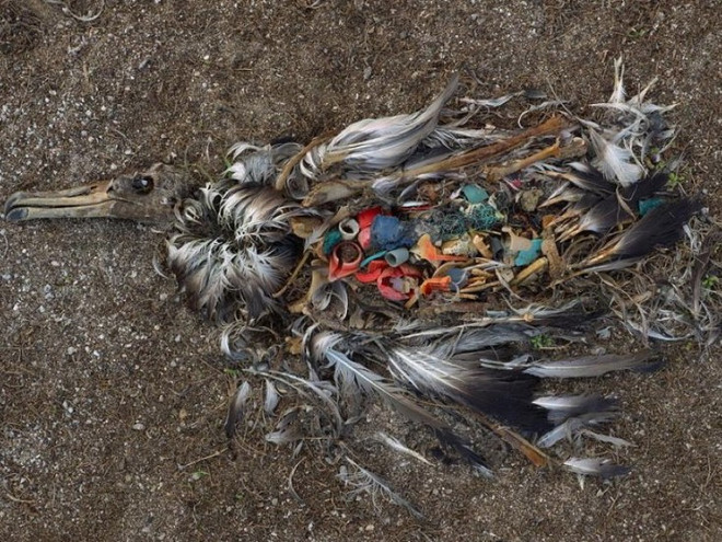 Έως το 2050 όλα τα θαλασσοπούλια θα έχουν «γευτεί» τα πλαστικά μας