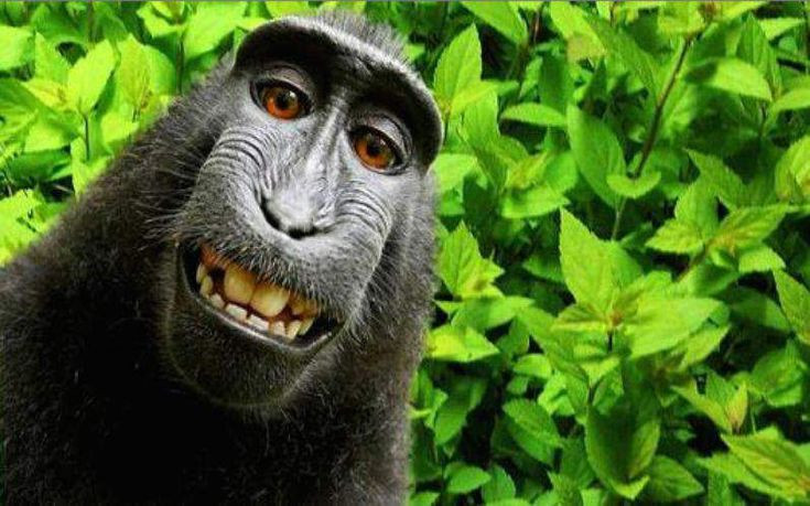 Μια μαϊμού με πνευματικά δικαιώματα των selfies της!