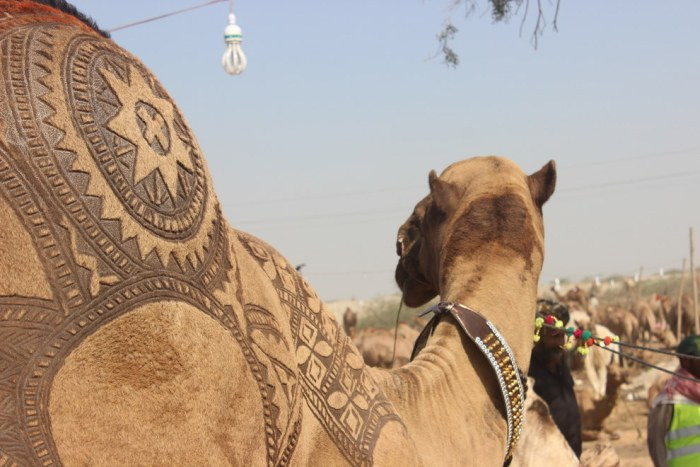 Καλλωπισμός καμήλας για εμπορικούς σκοπούς