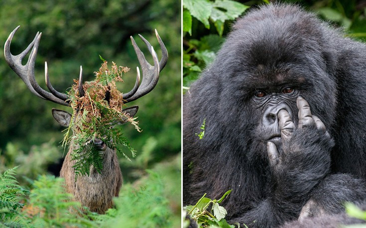 Οι πιο αστείες φωτογραφίες ζώων για το 2015