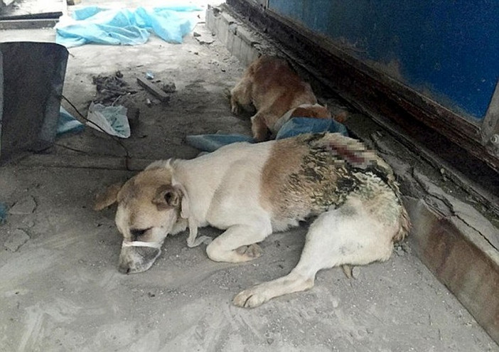 Ιατρική σχολή στην Κίνα εγκατέλειψε σκυλιά &#8211; πειραματόζωα στην ταράτσα να πεθάνουν