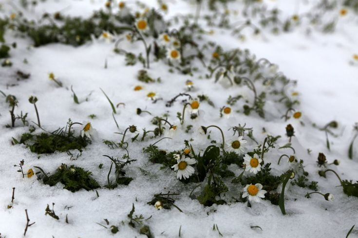 Ισχυρές χιονοπτώσεις για τρίτη φορά σε 10 μέρες στη Λέσβο