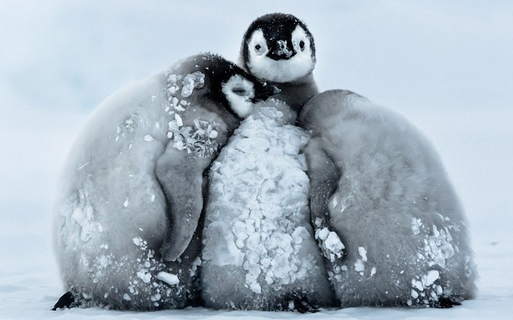 Έτσι επιβιώνουν οι πιγκουίνοι στην παγωνιά της Ανταρκτικής