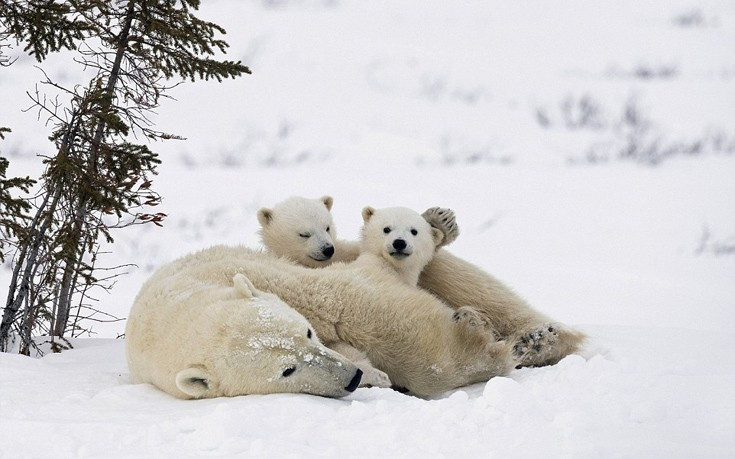 Γιατί κινδυνεύουν οι πολικές αρκούδες από την κλιματική αλλαγή