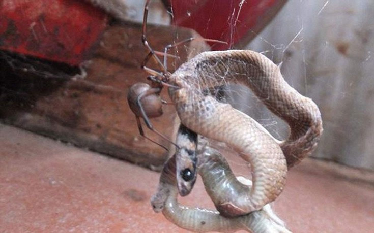 Η στιγμή που αράχνη παγιδεύει και τρώει φίδι