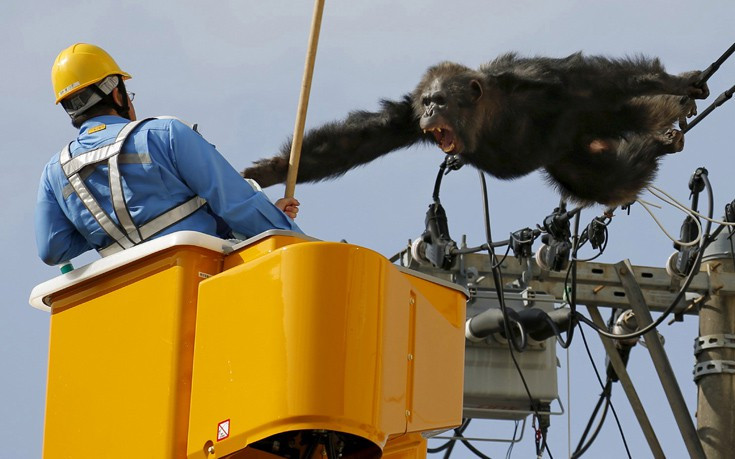 Χιμπατζής το έσκασε από ζωολογικό κήπο και σκαρφάλωσε στα ηλεκτρικά καλώδια