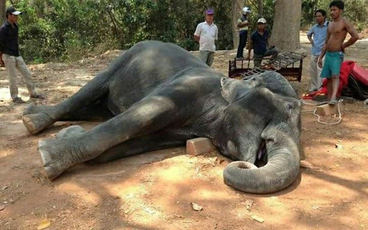 Η δραματική τελευταία διαδρομή ενός ελέφαντα