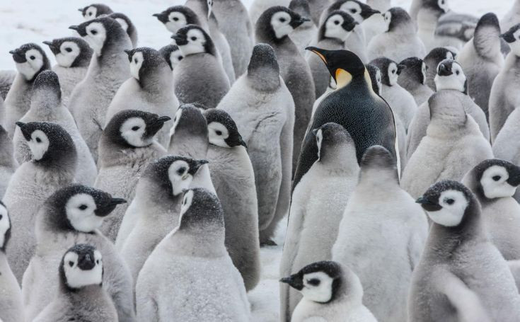Το βίντεο της WWF για την παγκόσμια ημέρα πιγκουίνων!