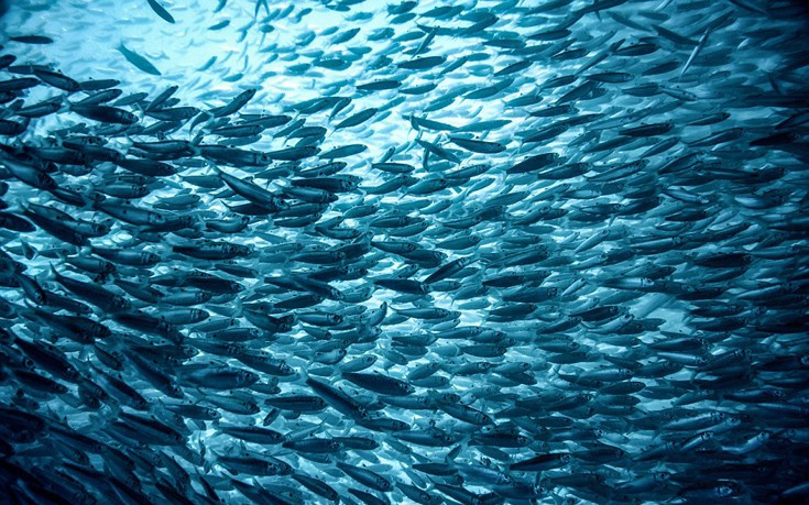 Ευρωπαϊκή δέσμευση για τα αποθέματα αλιευμάτων στη Μεσόγειο