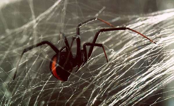 Δηλητηριώδης αράχνη δάγκωσε άνδρα στο πέος
