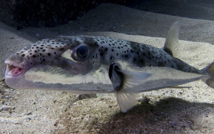 Κίνδυνος-θάνατος το ψάρι λαγοκέφαλος