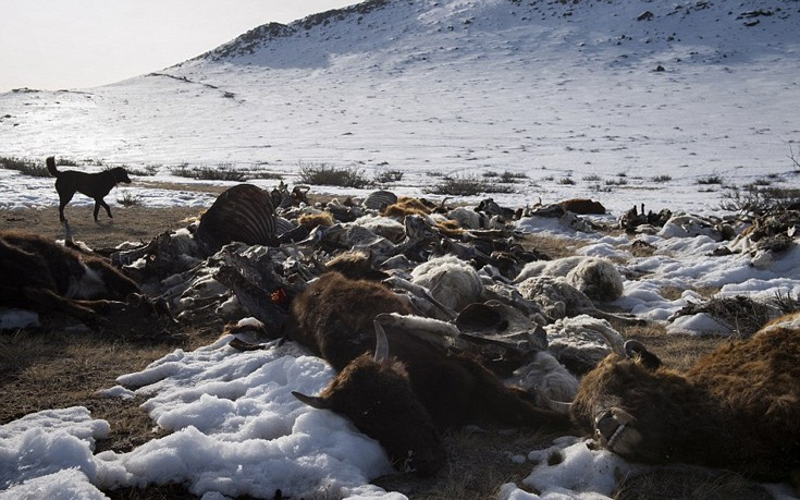Το βαρύ τίμημα του χειμώνα στη Μογγολία