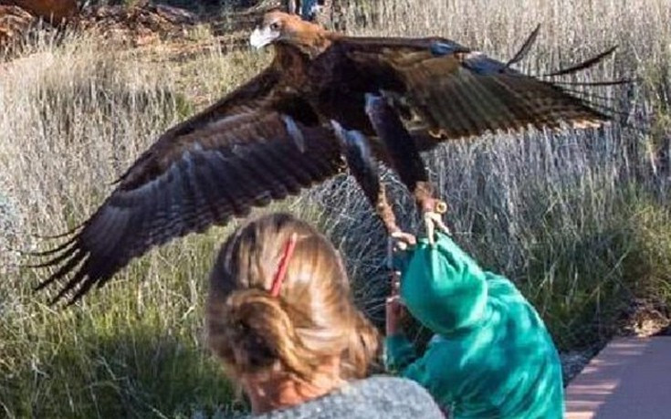 Αετός επιχείρησε να αρπάξει αγόρι σε επίδειξη αρπακτικών στην Αυστραλία