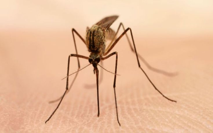 Μέτρα προστασίας από τα κουνούπια: Ποια νοσήματα μπορεί να μεταδώσει το τσίμπημά τους
