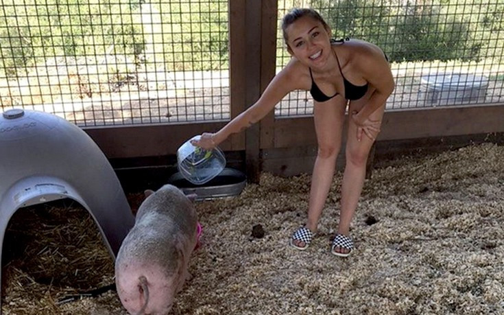 Η Miley Cyrus ταΐζει το γουρούνι της με το μπικίνι