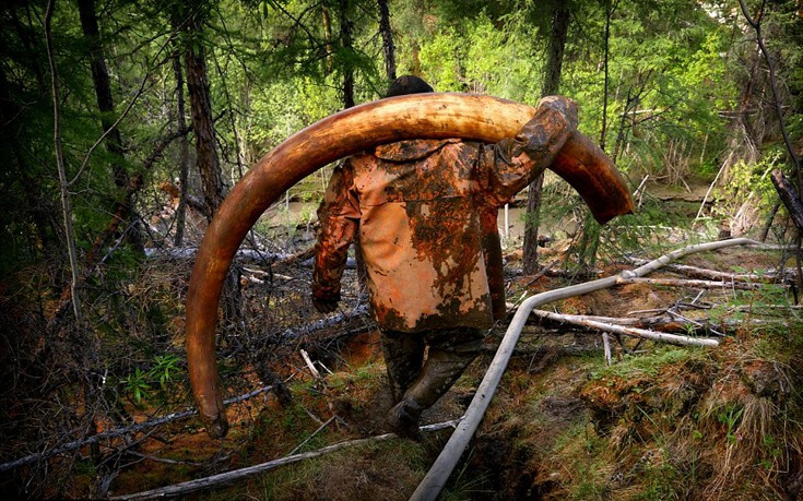 Η παράνομη δράση Ρώσων κυνηγών&#8230; μαμούθ στη Σιβηρία