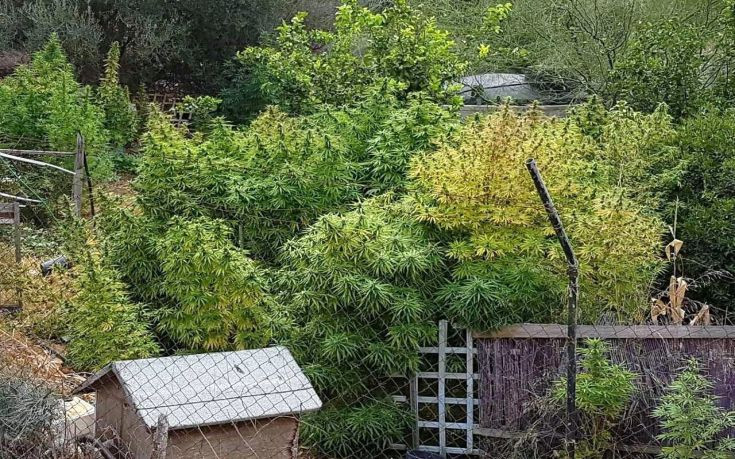 Φυτεία κάνναβης σε χώρο γνωστού νυχτερινού κέντρου της παραλιακής