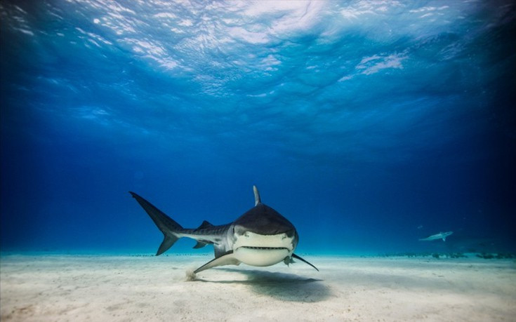 Η άγρια ομορφιά των καρχαριών στη φύση