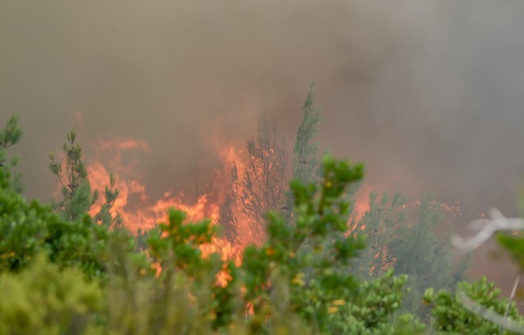 Πυρκαγιά σε πευκόδασος στην Καλαμπάκα