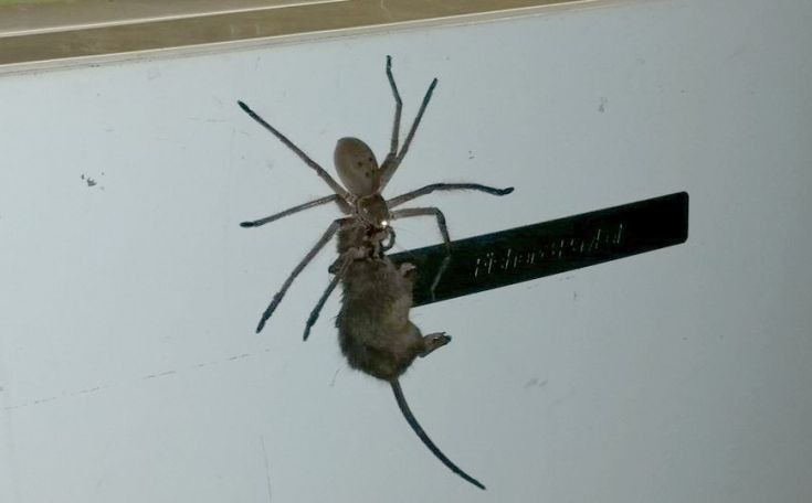 Η τεράστια αράχνη που προσπάθησε να φάει ένα… ποντίκι