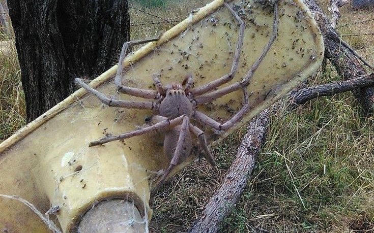Τεράστια αράχνη «κυνηγός» τρομάζει τα social media