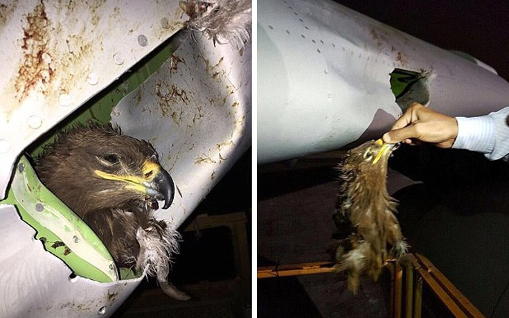 Αεροσκάφος προσγειώθηκε με ένα νεκρό πουλί καρφωμένο στο φτερό του