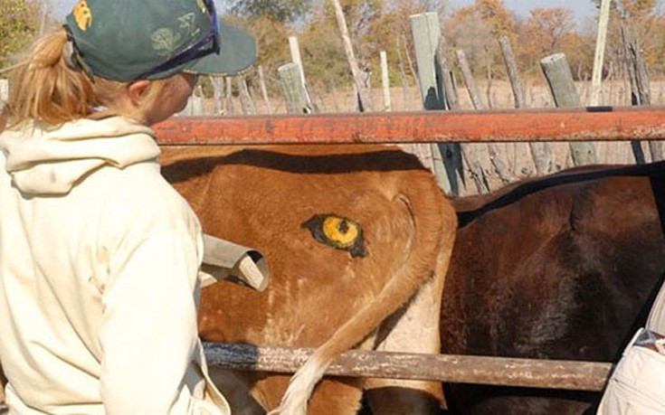 Επιστήμονες ζωγραφίζουν μάτια στους πισινούς των αγελάδων