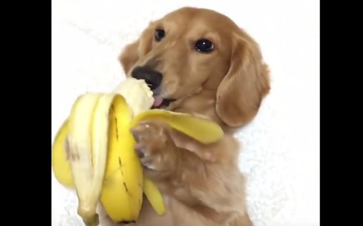 Απολαμβάνει τη μπανάνα του σαν… κύριος