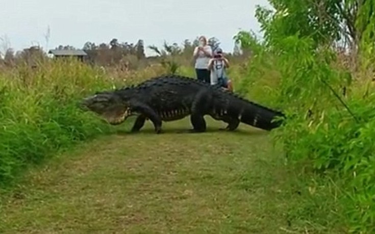 Αλιγάτορας «δεινόσαυρος» καταγράφηκε στη Φλόριντα