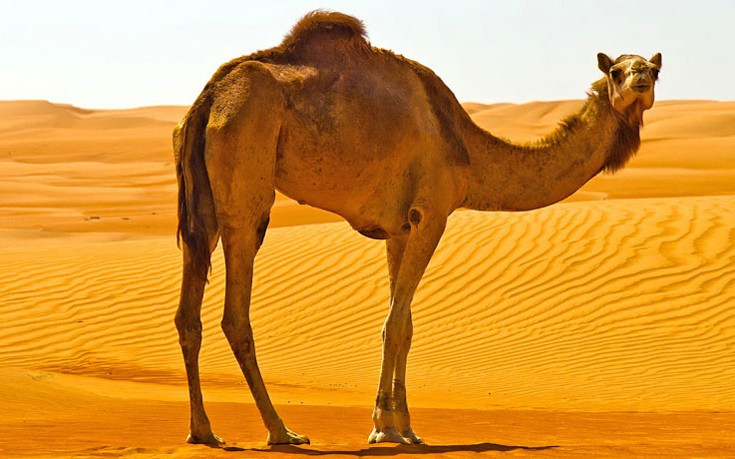 Γυναίκα δάγκωσε καμήλα στα γεννητικά όργανα