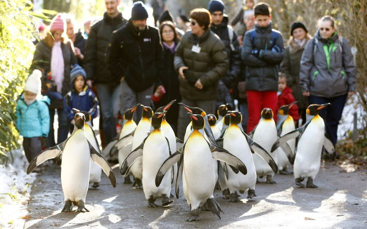 «Να περπατάτε σαν&#8230; πιγκουίνοι για να μην γλιστράτε στον πάγο»