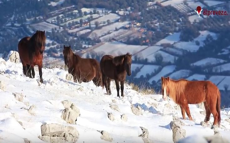 Τα άγρια άλογα στις χιονισμένες βουνοκορφές της Πρέβεζας