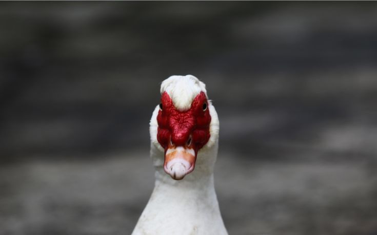 Κρούσμα της γρίπης των πτηνών σε αγριόπαπια στην Ιταλία