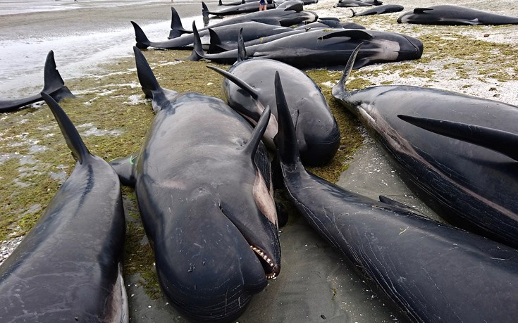 Περίπου 50 φάλαινες εκβράστηκαν στις ακτές της νότιας Ισλανδίας