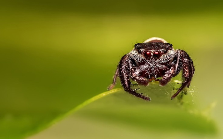 Οι αχόρταγες αράχνες και οι τόνοι εντόμων που καταναλώνουν κάθε χρόνο