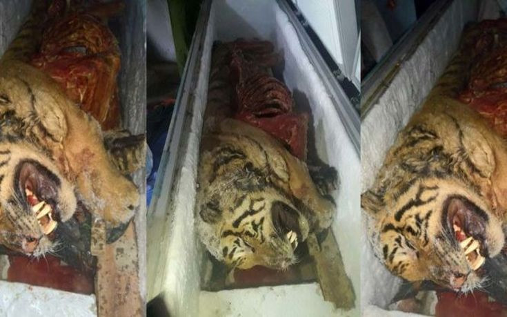 Βιετναμέζος έκρυβε στο ψυγείο του πέντε νεκρές τίγρεις