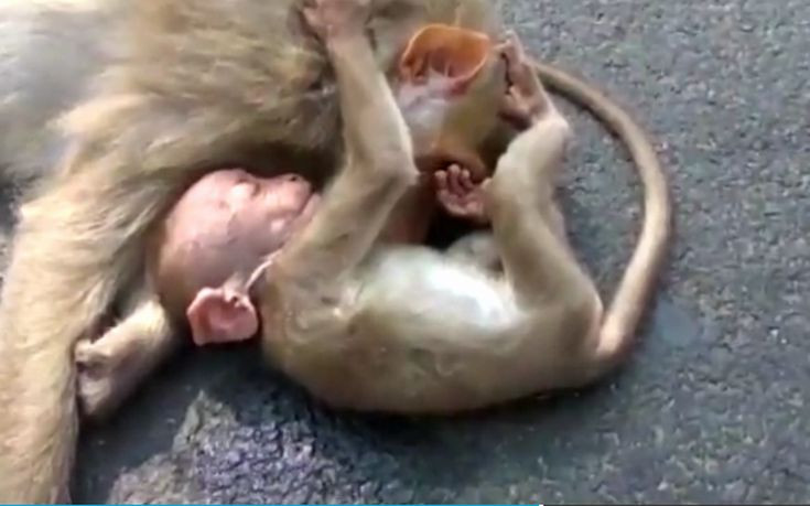 Η μικρή μαϊμού και ο σπαρακτικός θρήνος για τη νεκρή μητέρα της