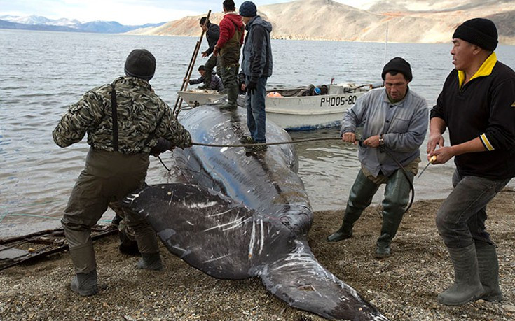 Πώς κυνηγούν φάλαινες στην Τσουκότκα της Ρωσίας