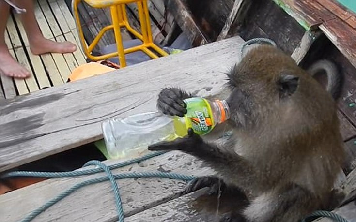 Μαϊμού «μερακλής» ανέβηκε σε βάρκα τουριστών για να πιει βότκα