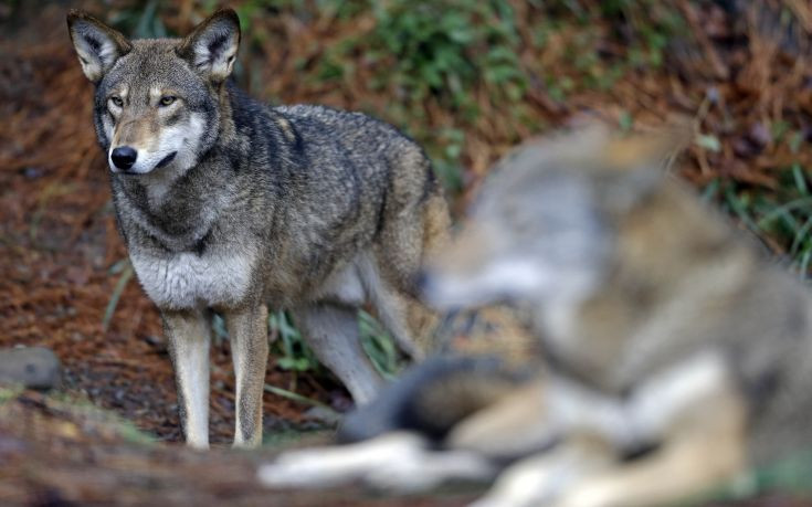 Πότε αυξήθηκαν οι λύκοι και τι συμβαίνει στην Πάρνηθα