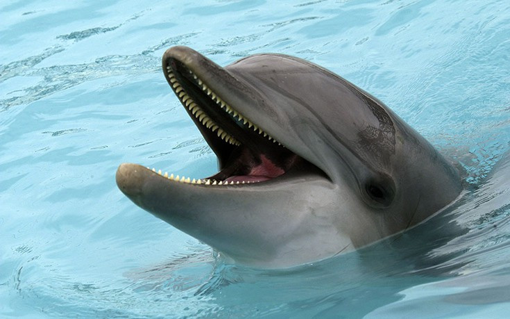 Νεκρό δελφίνι σε παραλία στη Ναύπακτο