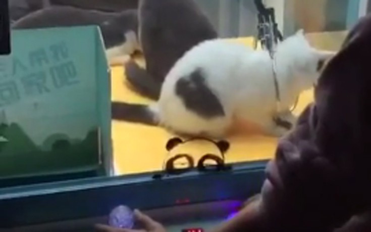 Έβαλαν ζωντανές γάτες σε «παιχνίδι» με λούτρινα