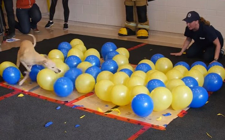 Σε πόσα δευτερόλεπτα μπορεί ένας σκύλος να σπάσει 100 μπαλόνια