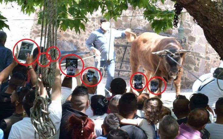 Έντονες αντιδράσεις για το έθιμο της σφαγής του ταύρου στη Λέσβο
