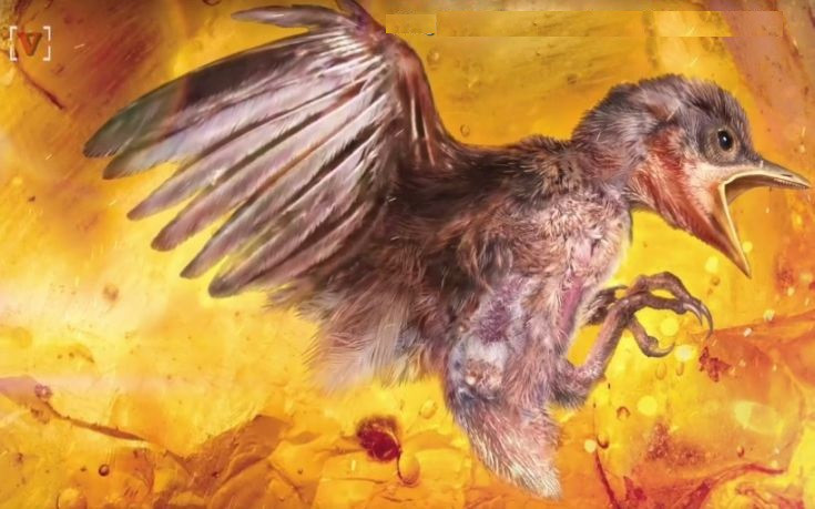 Επιστήμονες βρήκαν αναλλοίωτο πτηνό 99 εκατ. ετών παγιδευμένο σε κεχριμπάρι