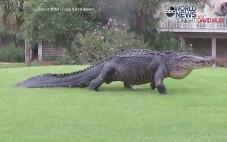 Αλιγάτορας βολτάρει ανέμελος μέσα σε γήπεδο γκολφ