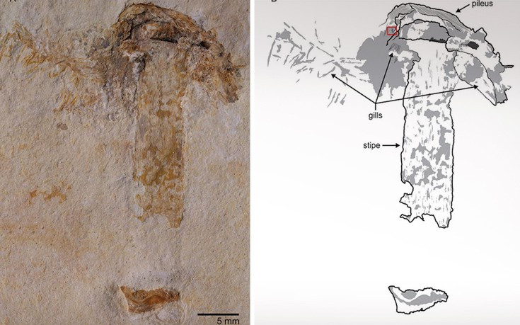 Βρέθηκε το αρχαιότερο μανιτάρι ηλικίας 115 εκατ. ετών