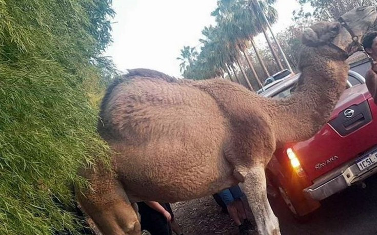 Η καμήλα το’ σκασε και βγήκε στον αυτοκινητόδρομο